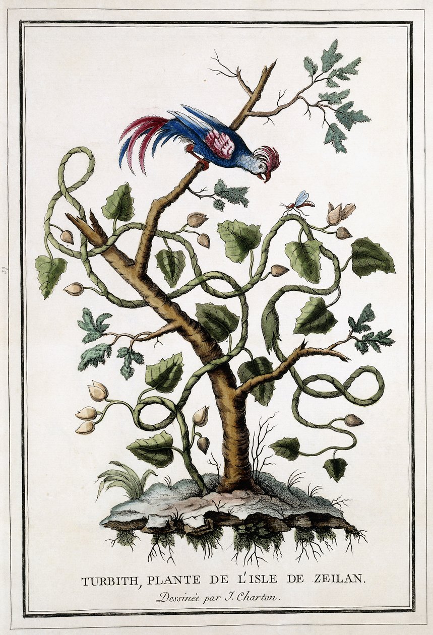 Turbith, växt från ön Zeilan, 1784 av French School
