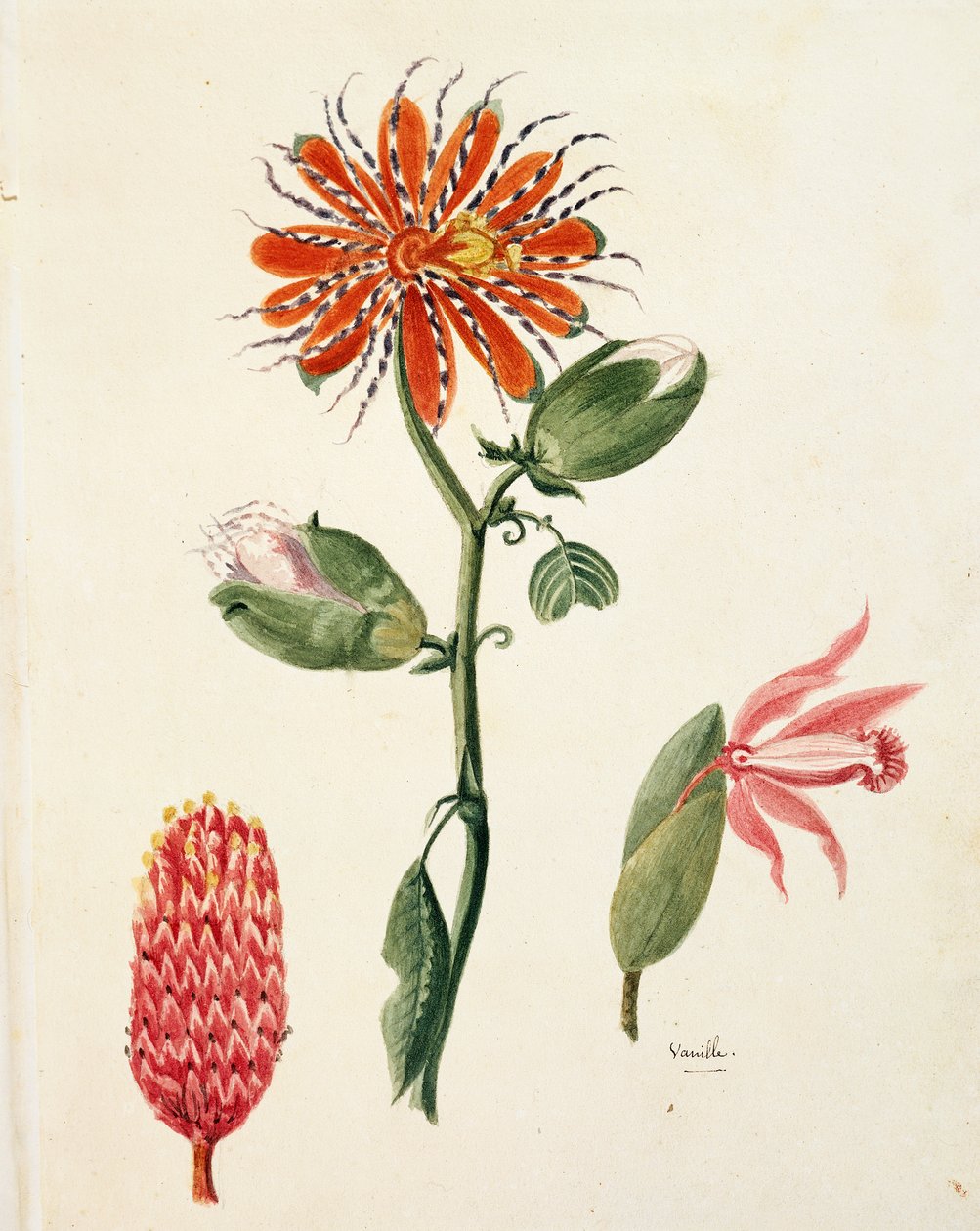 Vaniljorkidé (vanilla planifolia) av Lejeune av French School