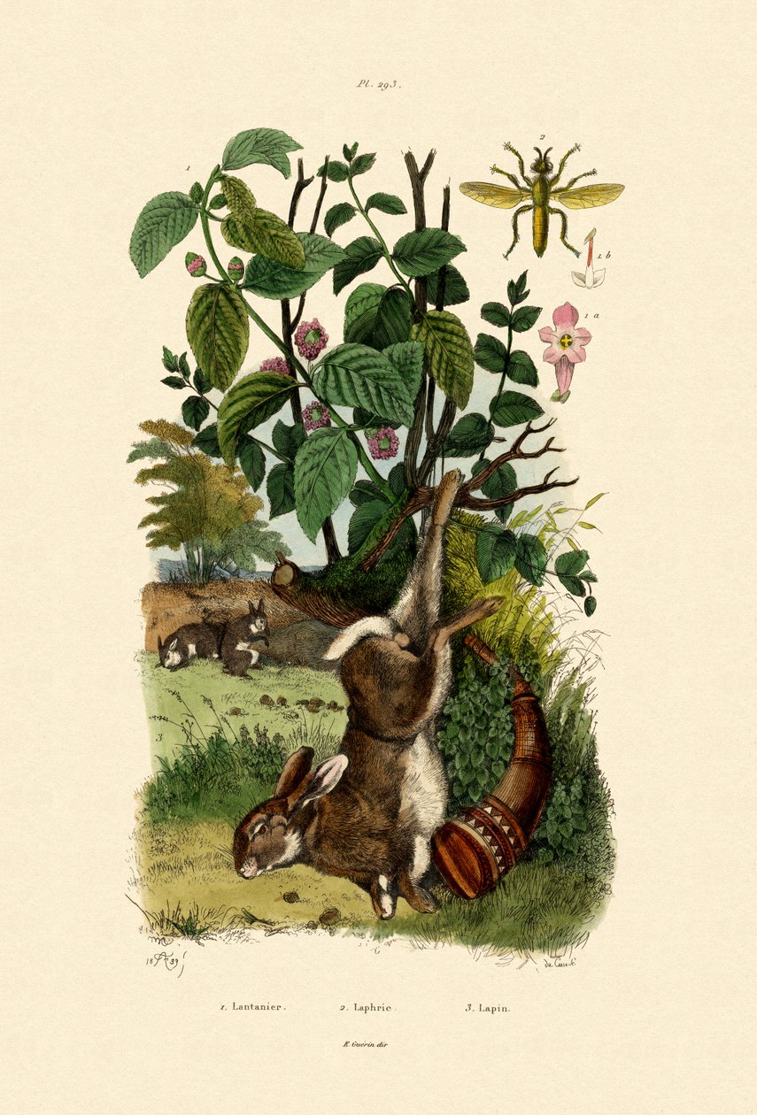 Vild visman, 1833-39 av French School