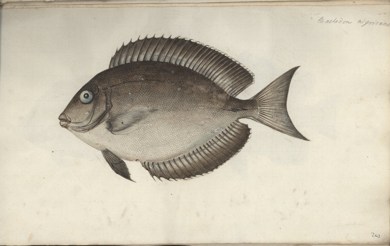 Chaetodon nigricans, före 1787 av Friedrich August Kruger