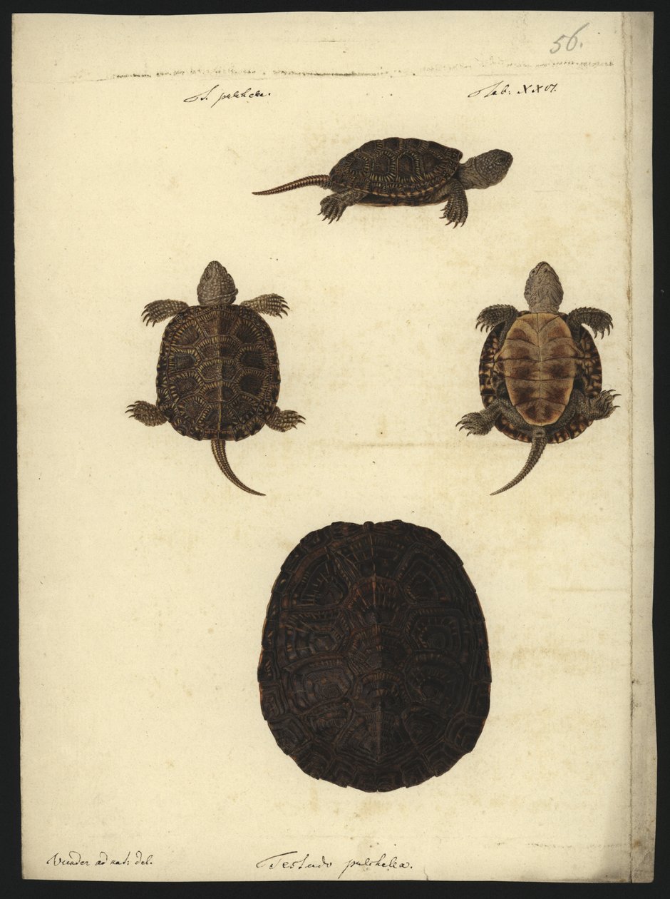 Emys orbicularis, före 1801 av Friedrich Wilhelm Wunder