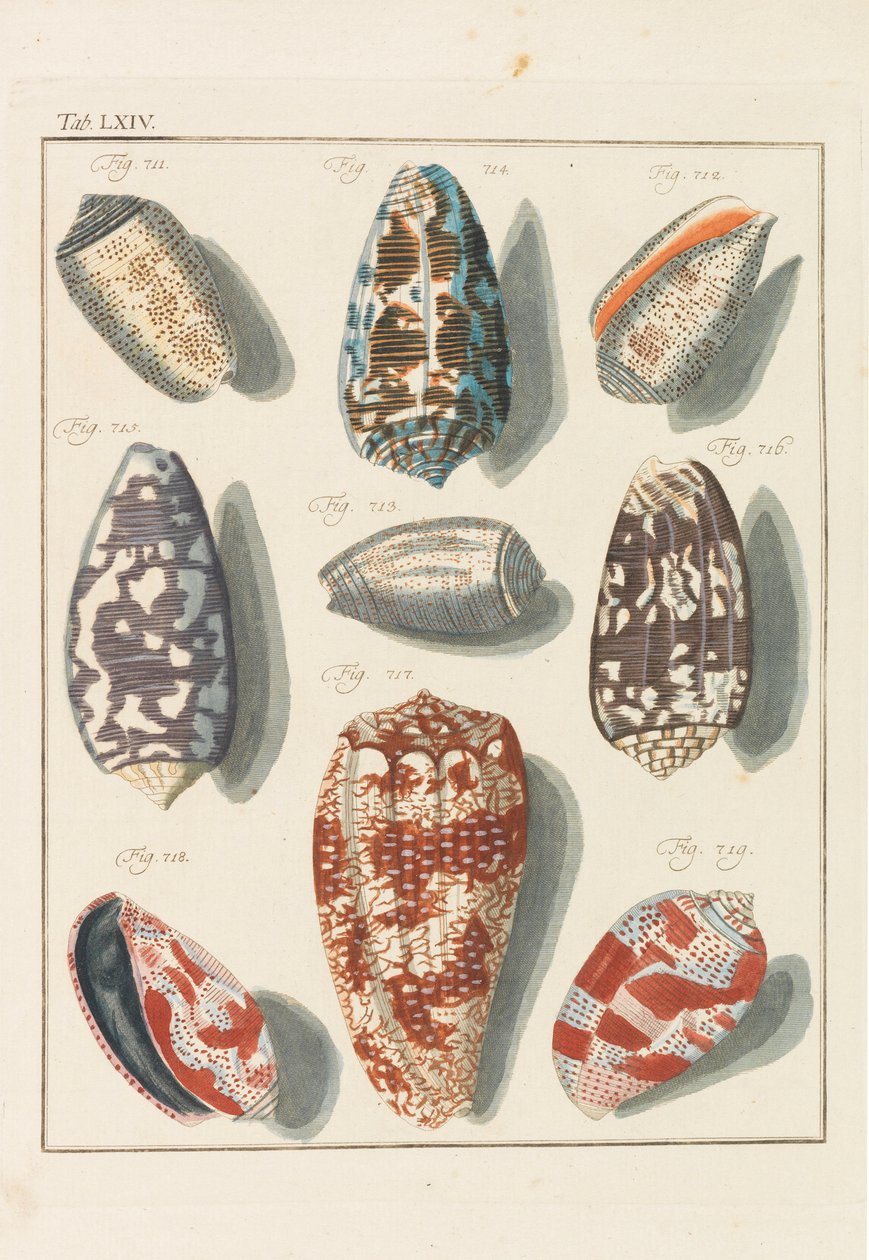 Nytt systematiskt konkyliekabinett, 1768. av Friedrich Heinrich Wilhelm Martini
