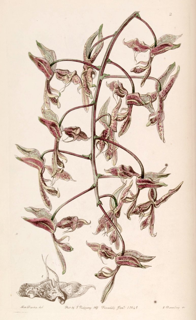 Gongora bufonia av G. Watts