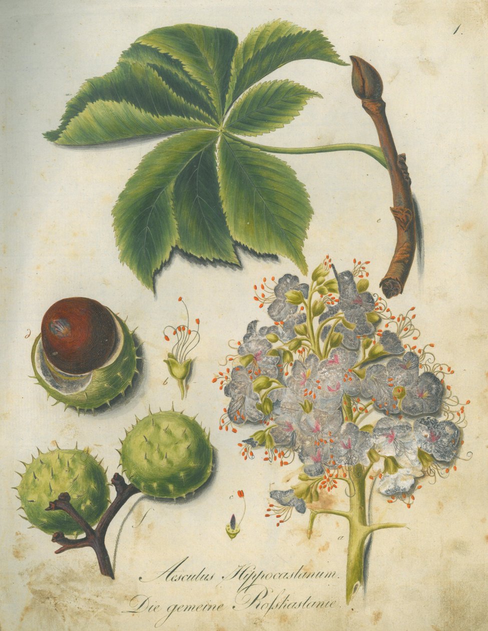 Horse Chestnut  (Aesculus hippocastanum) av G.F. Abel I. D. Reiter