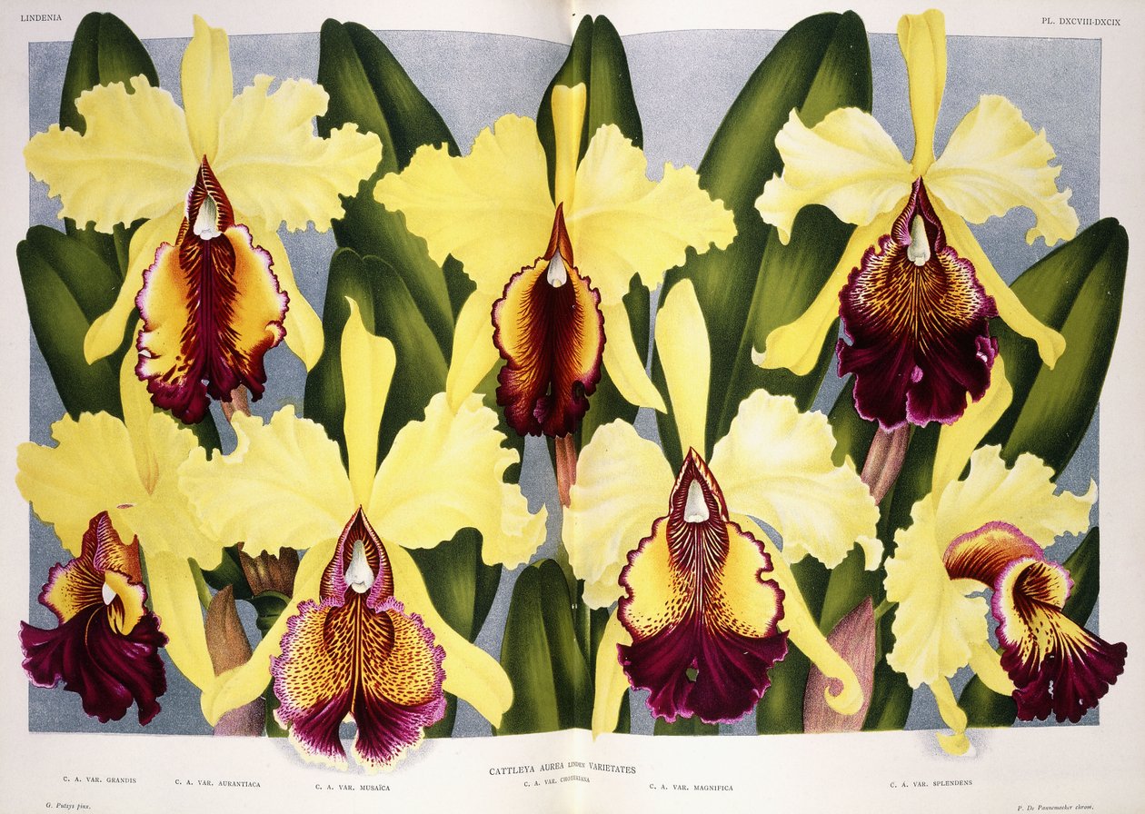 Sorter av orkidén Cattleya, 1885-1903 av G. Putzys
