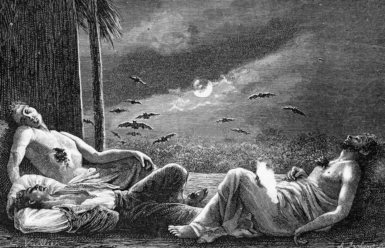 Vampyrfladdermöss livnär sig på sovande människor, ca 1890 av Gaston Vuillier