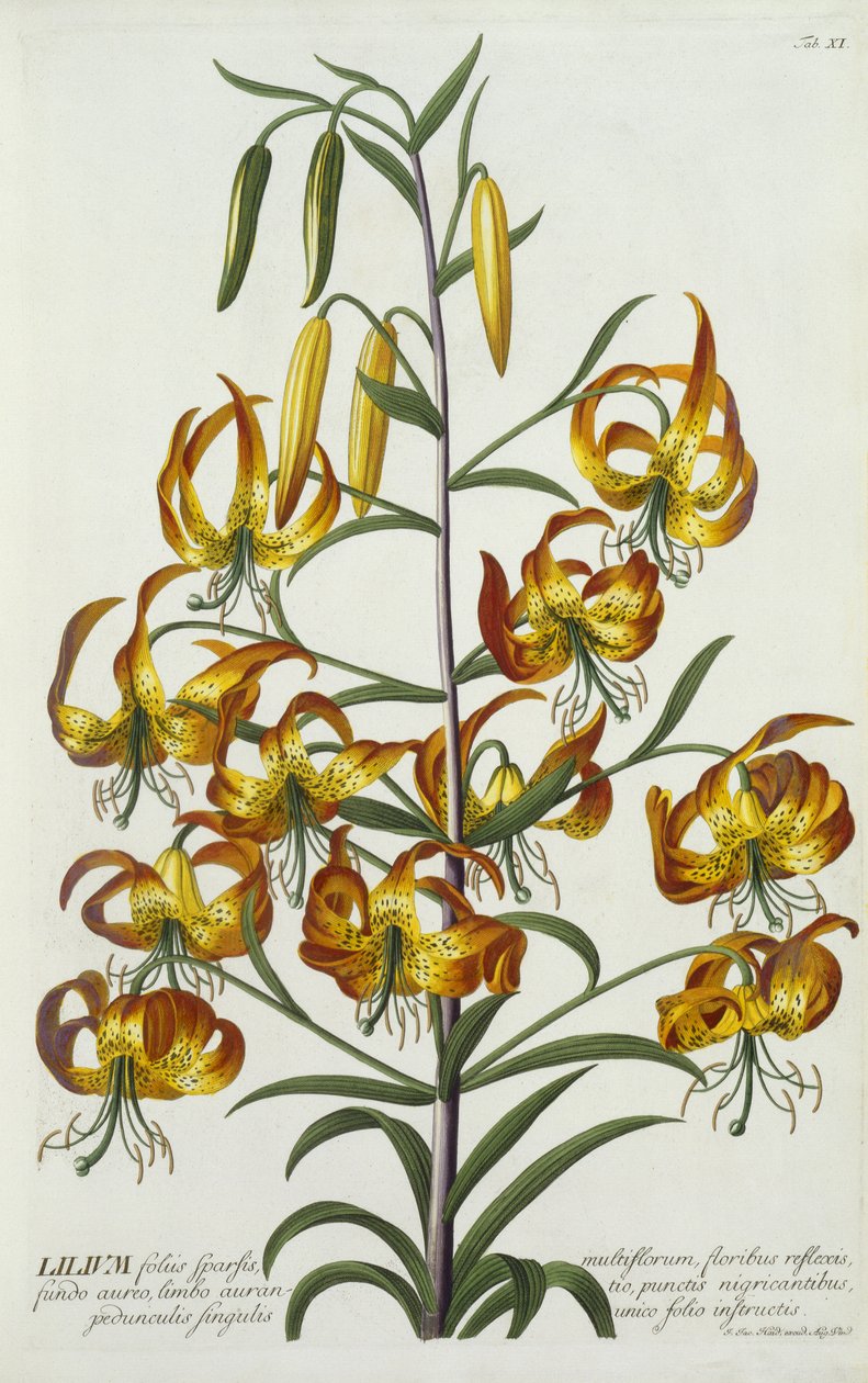 American Turkscap Lily, c.1740 (handfärgad gravyr) av Georg Dionysius Ehret