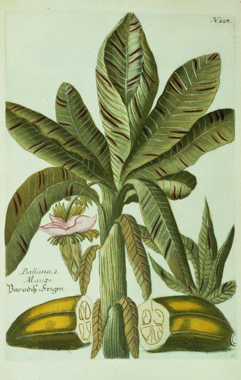 Banan, från J. Weinmanns Phytanthoza Iconographia, 1734-45 av Georg Dionysius Ehret