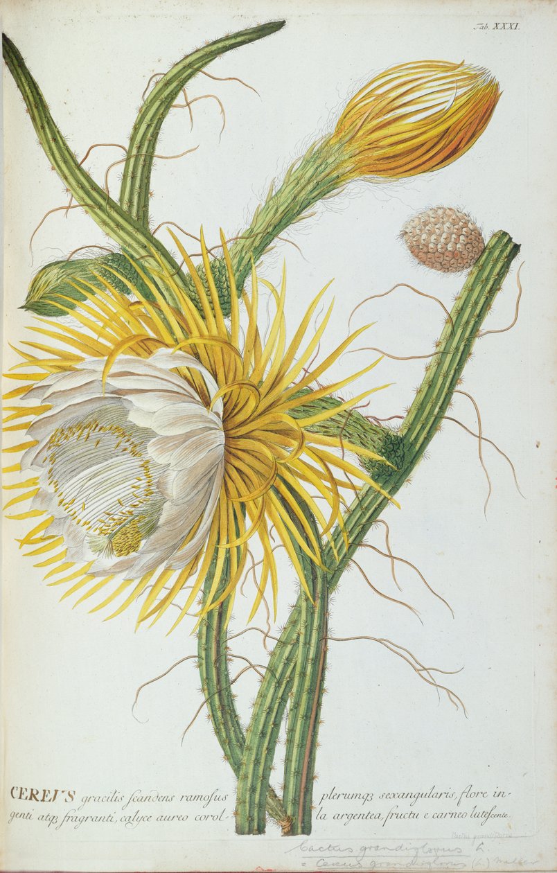 Kaktus: Cereus, från Trews "Selected Plants" 1750-73 av Georg Dionysius Ehret