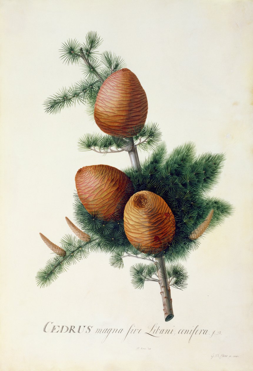 Cedrus Libani, 1744 (gouache på veläng) av Georg Dionysius Ehret