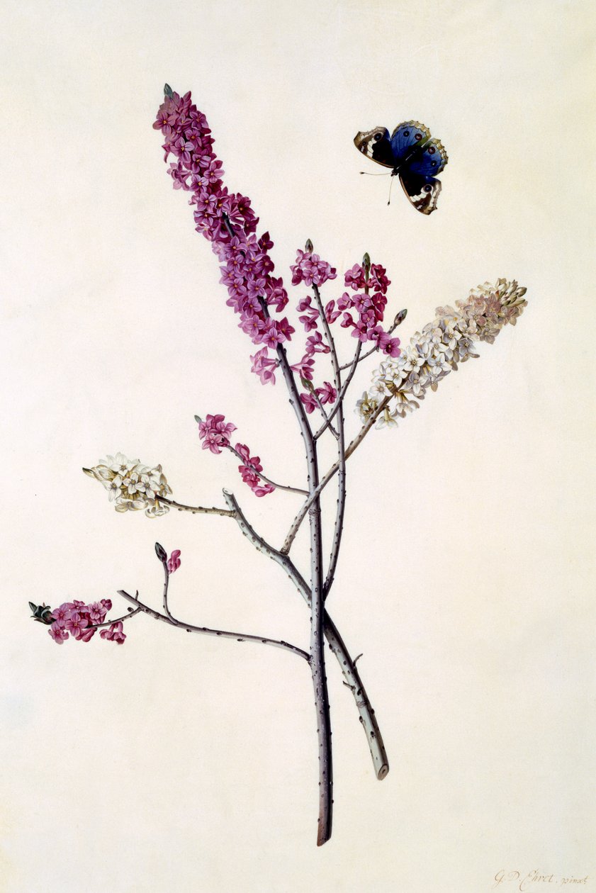 Daphne Mezereum med fjäril, ca 1740 (handfärgad gravyr) av Georg Dionysius Ehret