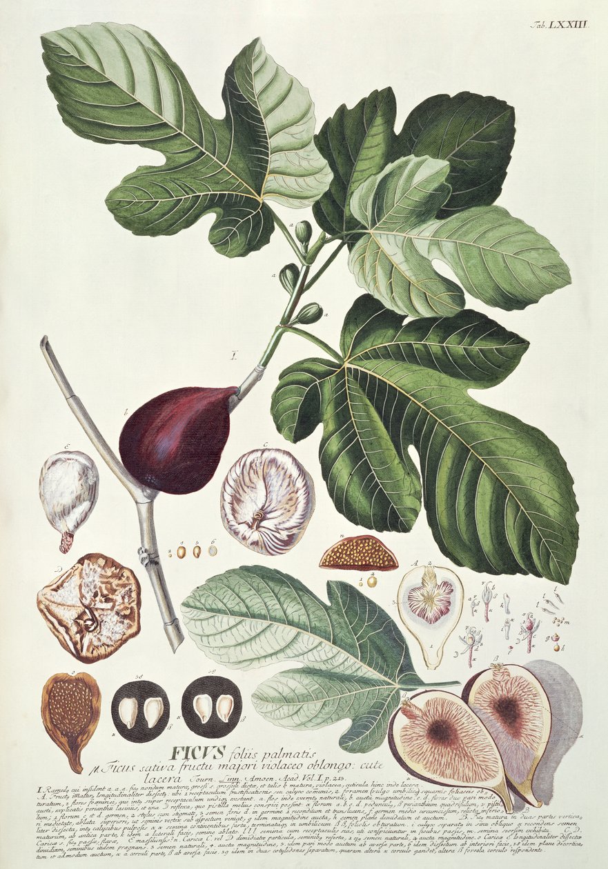 Ficus (fig) av Georg Dionysius Ehret