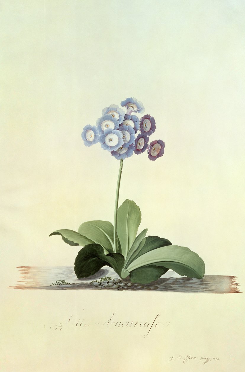 Förälskad flicka (Blue Auricula) av Georg Dionysius Ehret