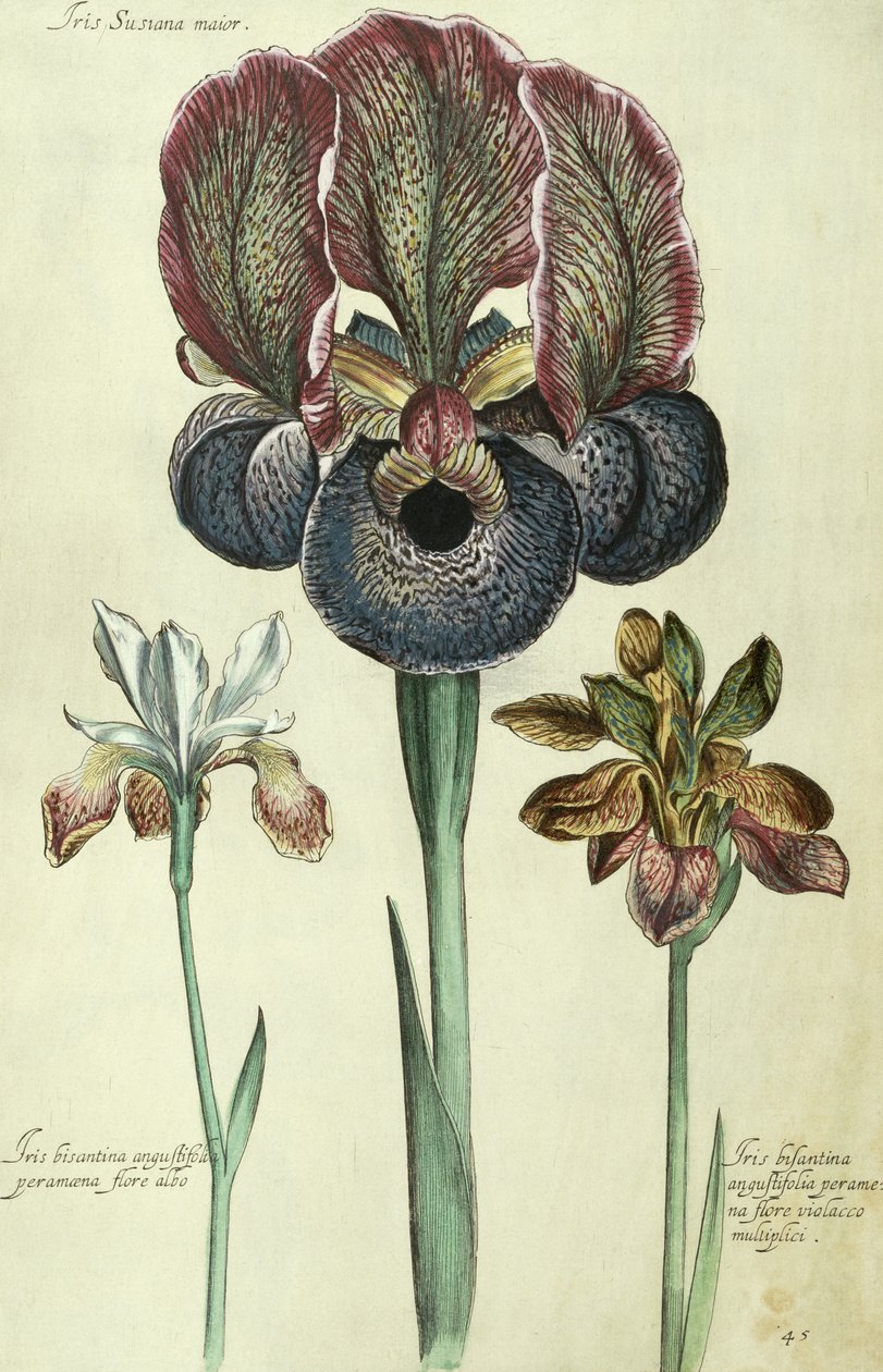 Iris susiana major och Iris bisantina angustifolia. av Georg Dionysius Ehret