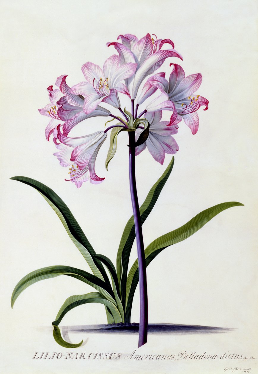 Lilio Narcissus, ca 1744 (handfärgad gravyr) av Georg Dionysius Ehret