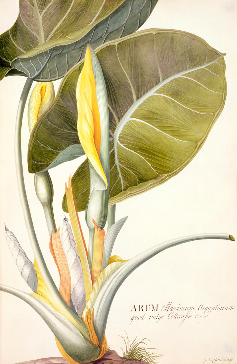 PD.116-1973f.14 Great Egyptian Arum, c.1740-45 (wc und gouache on vellum) av Georg Dionysius Ehret