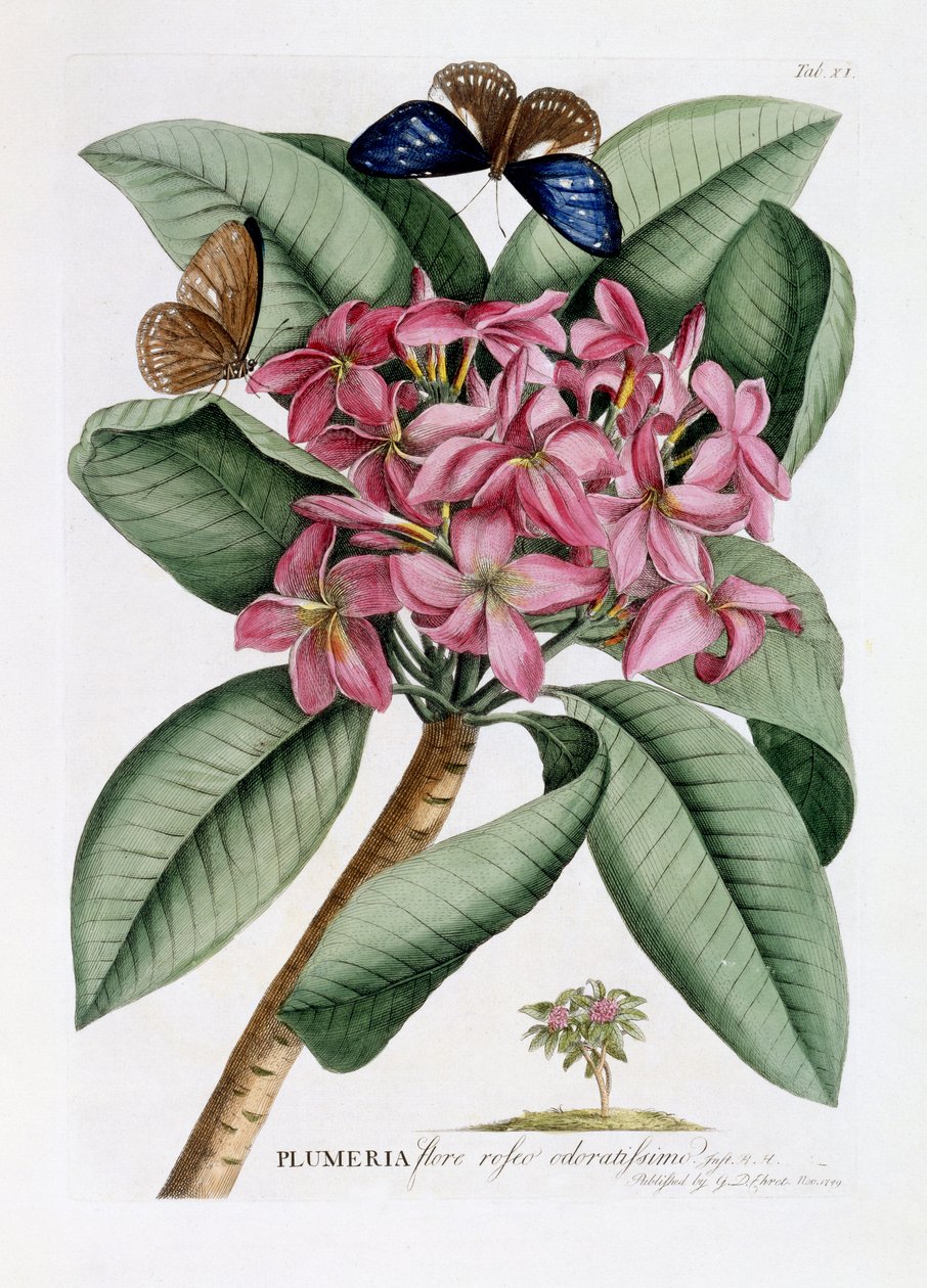 Plumeria, ca 1749 (handfärgad gravyr) av Georg Dionysius Ehret