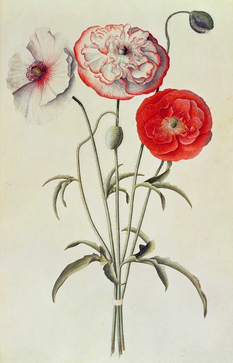 Vallmor: Majs (Papaver Rhoeas) av Georg Dionysius Ehret