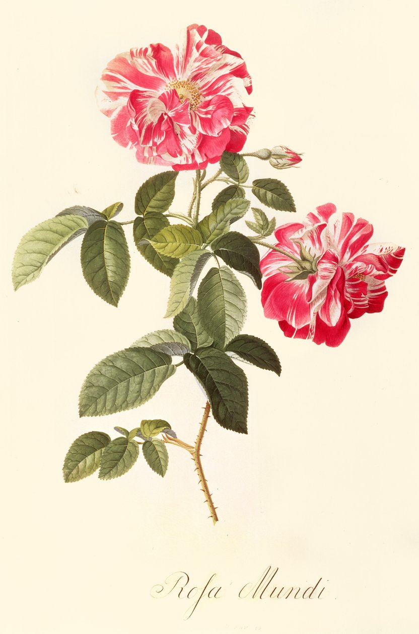 Rosa Mundi av Georg Dionysius Ehret