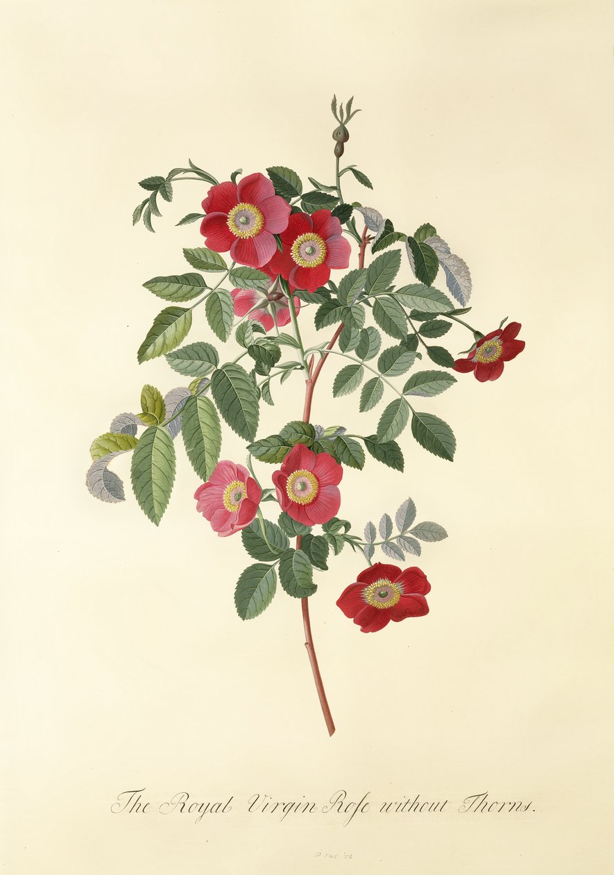 Rose: utan taggar (Royal Virgin Rose) av Georg Dionysius Ehret