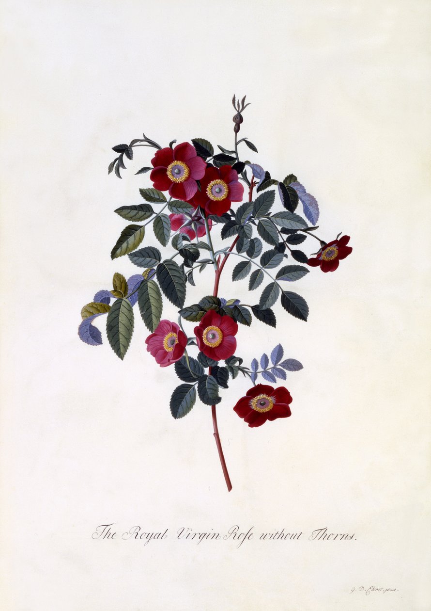 The Royal Virgin Rose without Thorns, c.1745 (handkolorerad gravyr) av Georg Dionysius Ehret