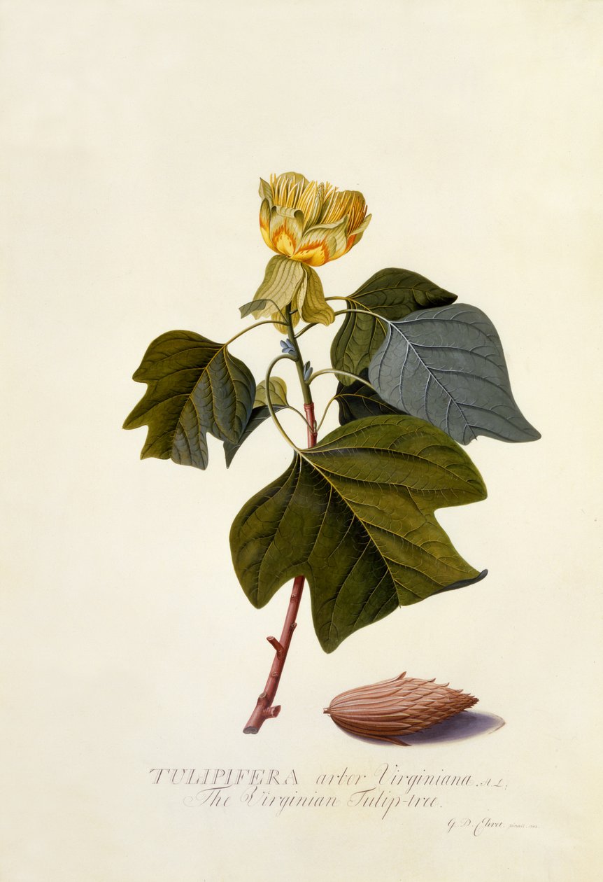The Virginian Tulip Tree, c.1743 (handfärgad gravyr) av Georg Dionysius Ehret