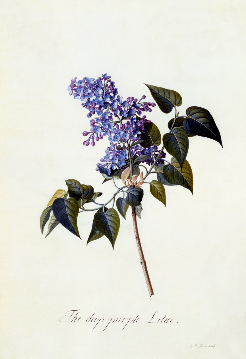 Den djupt lila lila, ca 1743 (handfärgad gravyr) av Georg Dionysius Ehret