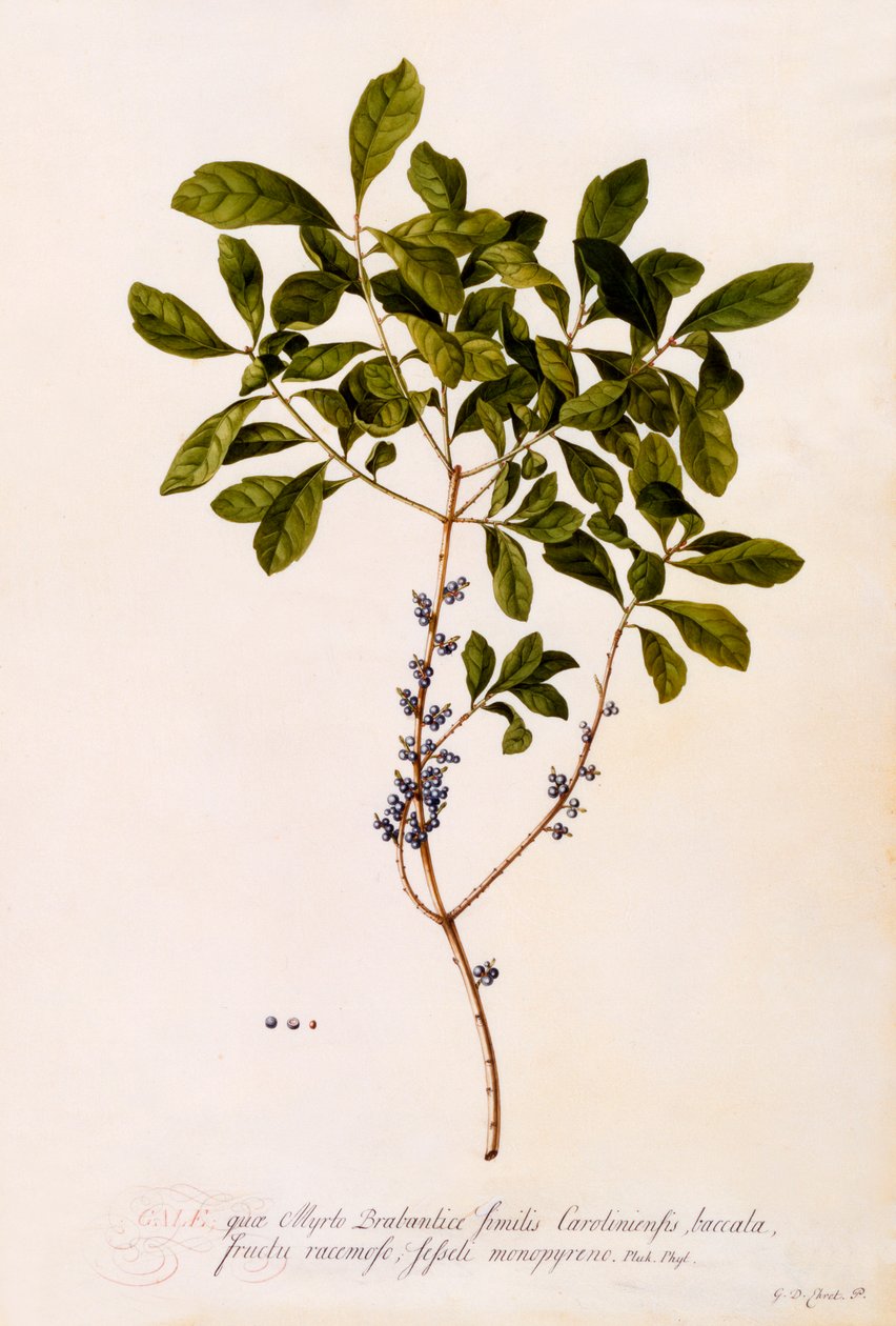 Bayberry eller Myrtle. av "Georg Dionysius Ehret