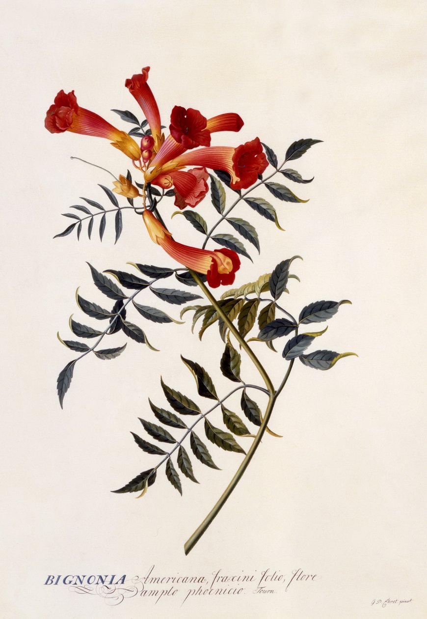 Bignonia Americana, c.1743 (handfärgad gravyr) av Georg Dionysius Ehret