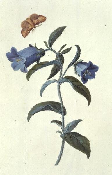 Canterbury Bell (Campanula) av Georg Dionysius Ehret