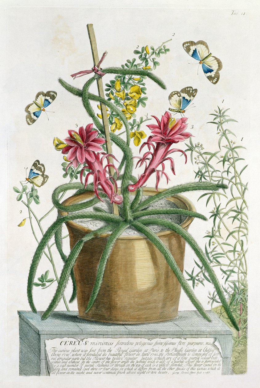Cereus Minimus, ca 1745 (färgad litho) av Georg Dionysius Ehret