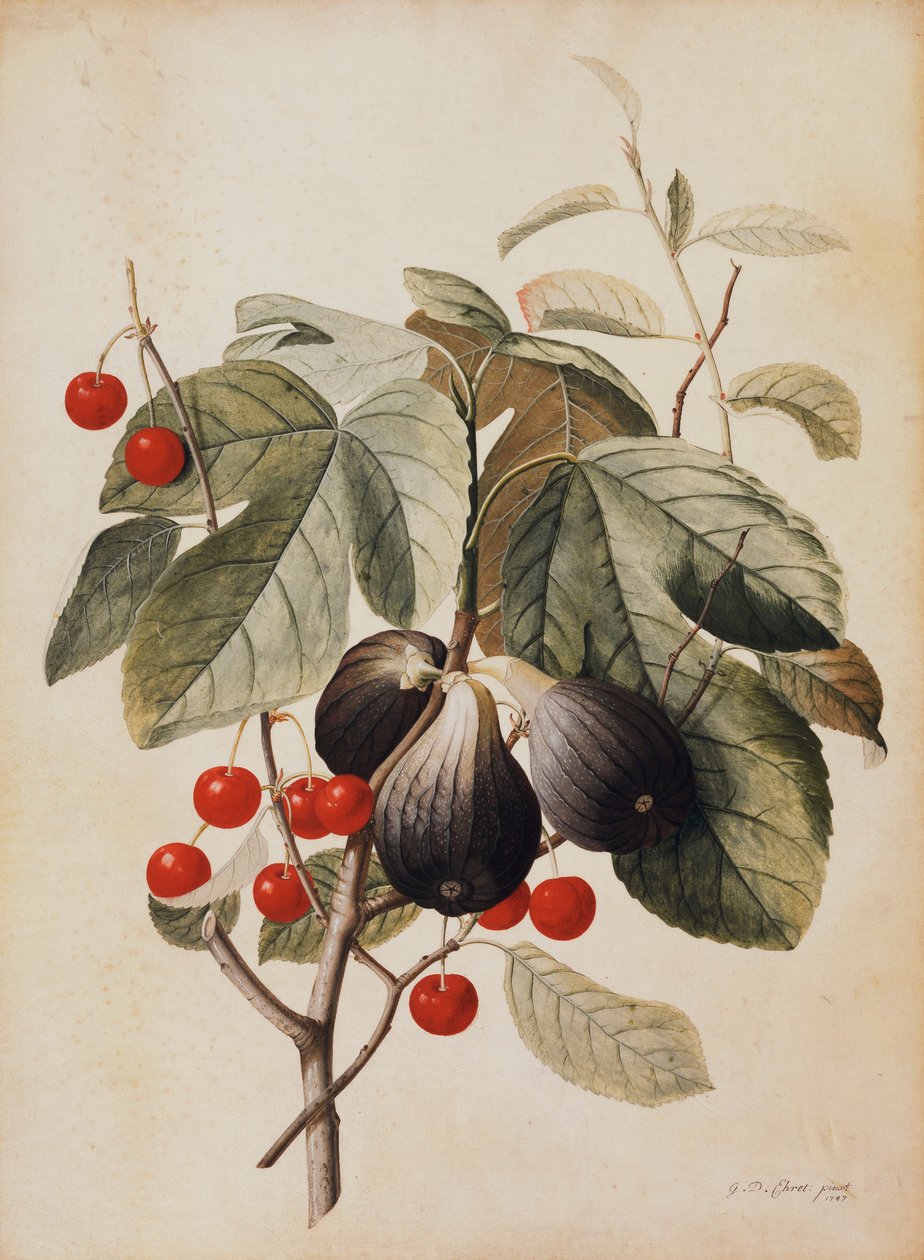 Fikon och körsbär, 1747 av Georg Dionysius Ehret
