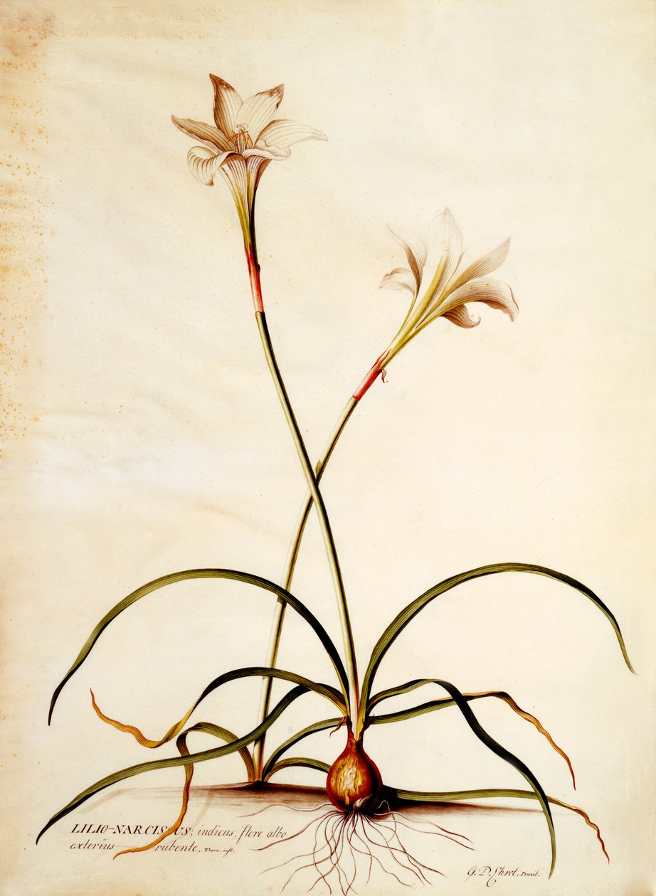 Lilio Narcissus, ca 1745 (handfärgad gravyr) av Georg Dionysius Ehret