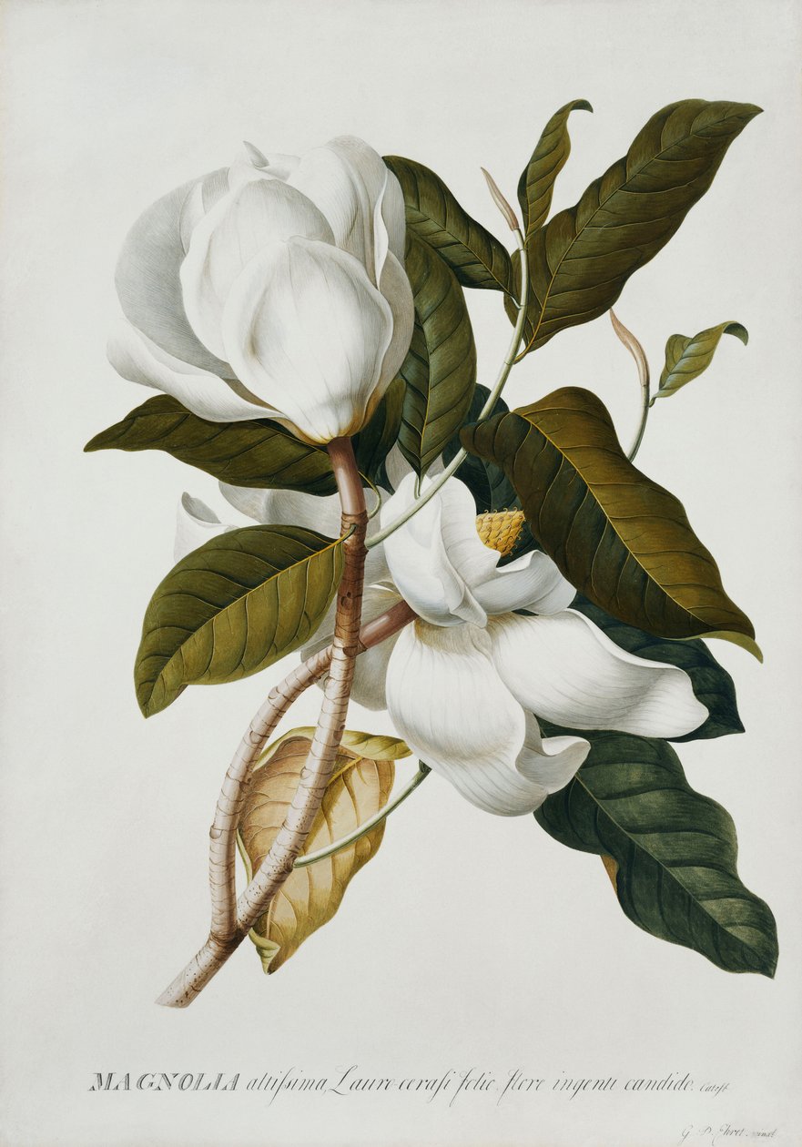 Magnolia, av Georg Dionysius Ehret