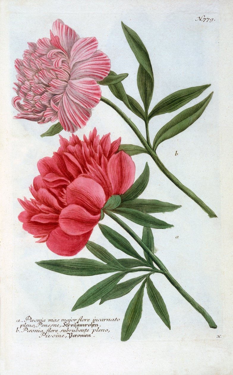 Paeonia, 1737 handfärgad gravyr. av "Georg Dionysius Ehret