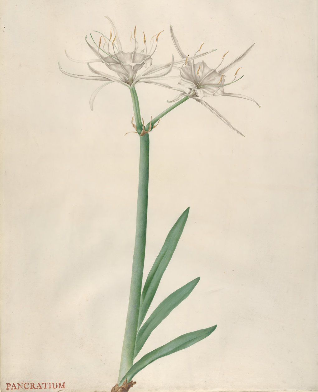 Pancratium, 1738-70. av Georg Dionysius Ehret