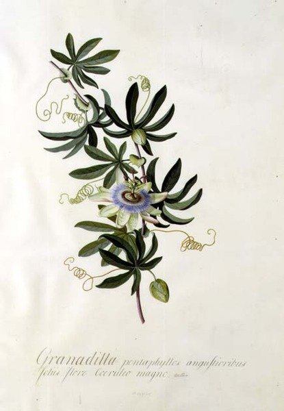 Passionsblomma av Georg Dionysius Ehret