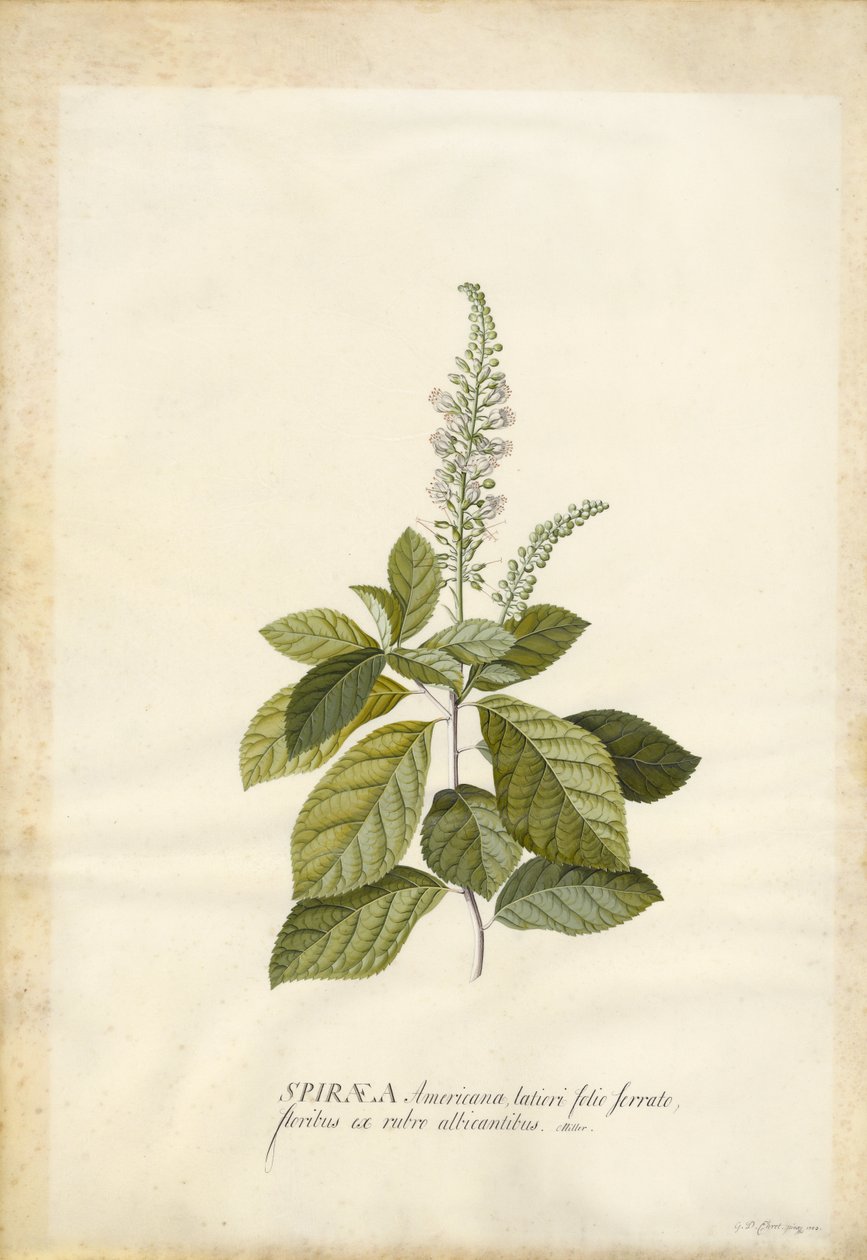 Spiraea av Georg Dionysius Ehret
