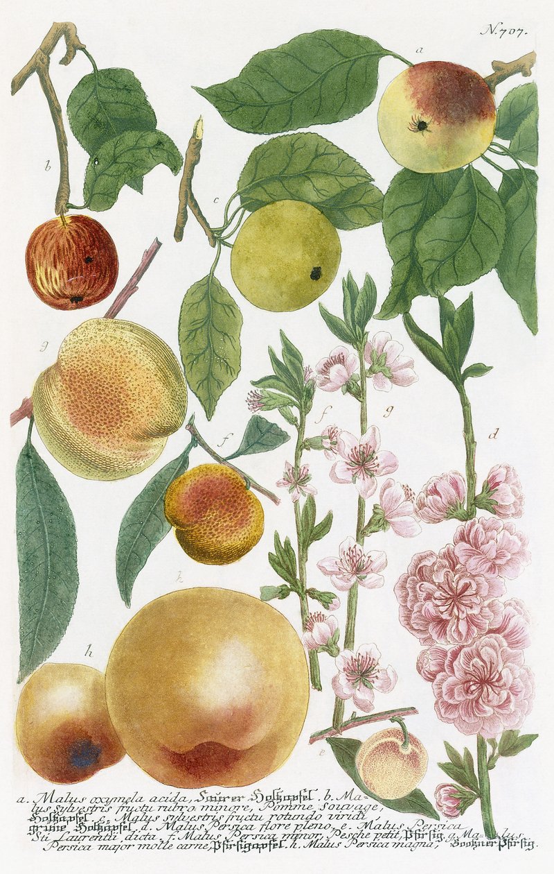 Olika äpplen av Georg Dionysius Ehret