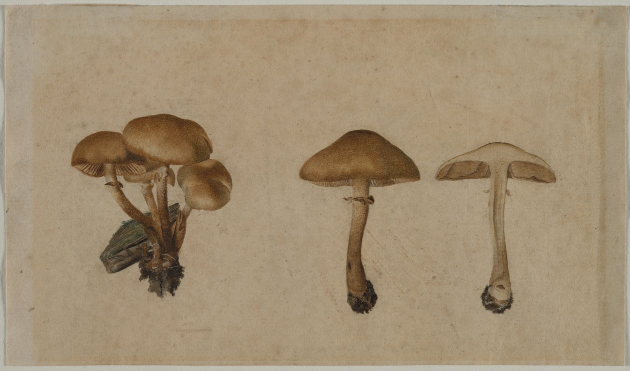 Svampar, 1751. av Georg Wilhelm Baurenfeind