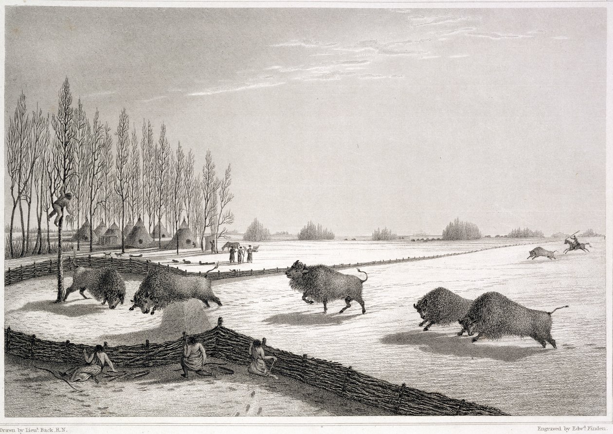 Ett buffelpund, ur "Narrative of a Journey to the Shores of the Polar Sea in the Years 1819-22" av John Franklin (1786-1847), graverad av Edward Finden (1791-1857) 1823 av George Back