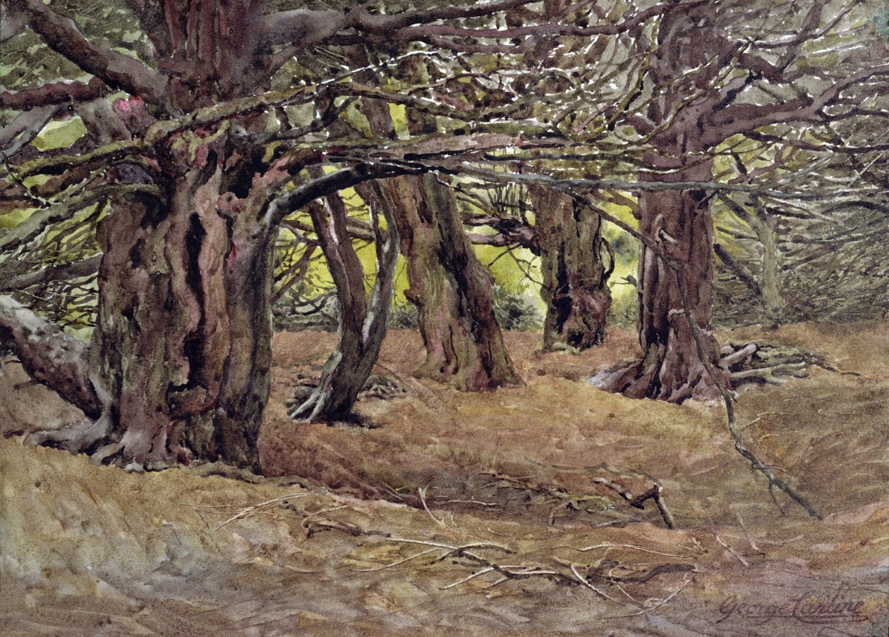 Idegran i Old Yew Wood, Earl of Radnor