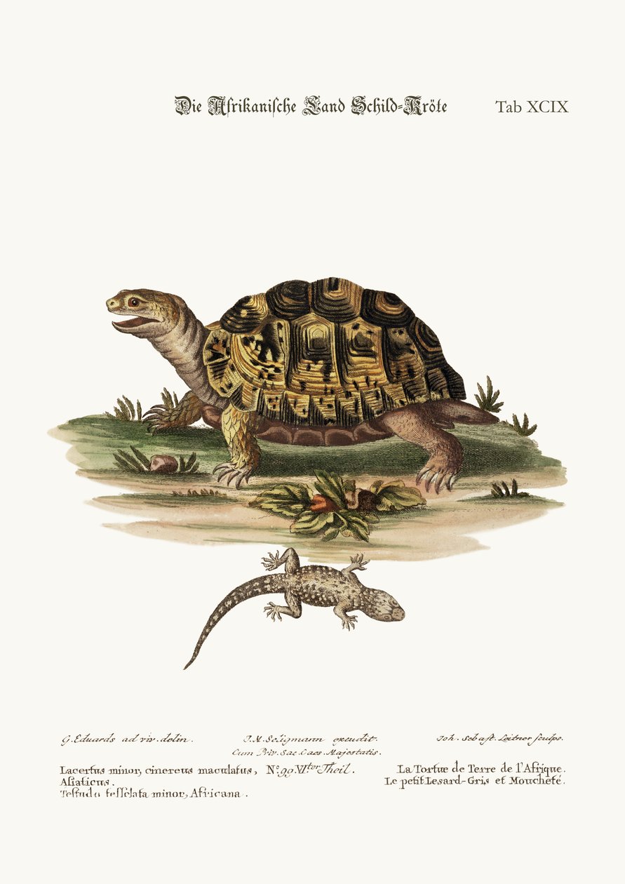 Den afrikanska landsköldpaddan. Den småfläckiga grå ödlan, 1749-73 av George Edwards