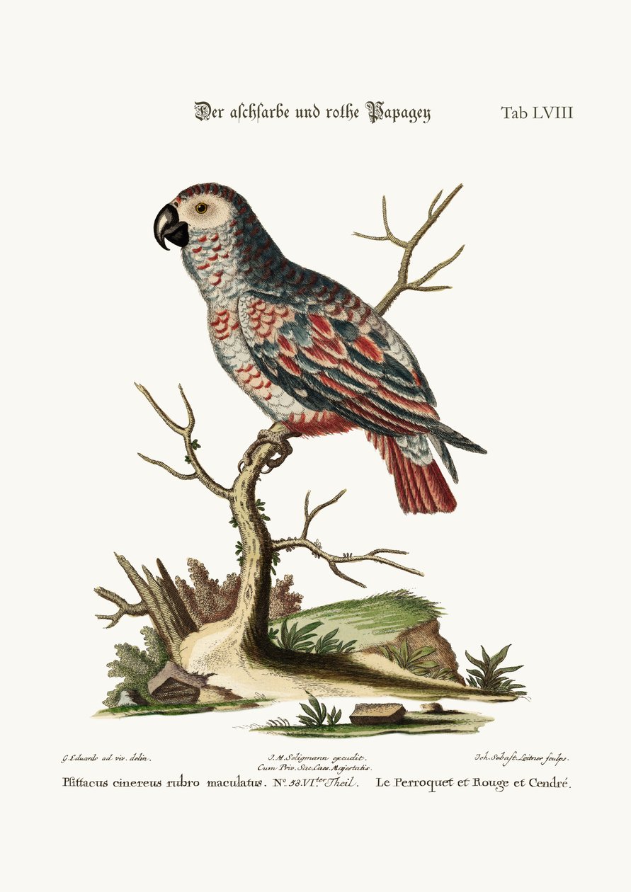 Den askfärgade och röda papegojan, 1749-73 av George Edwards