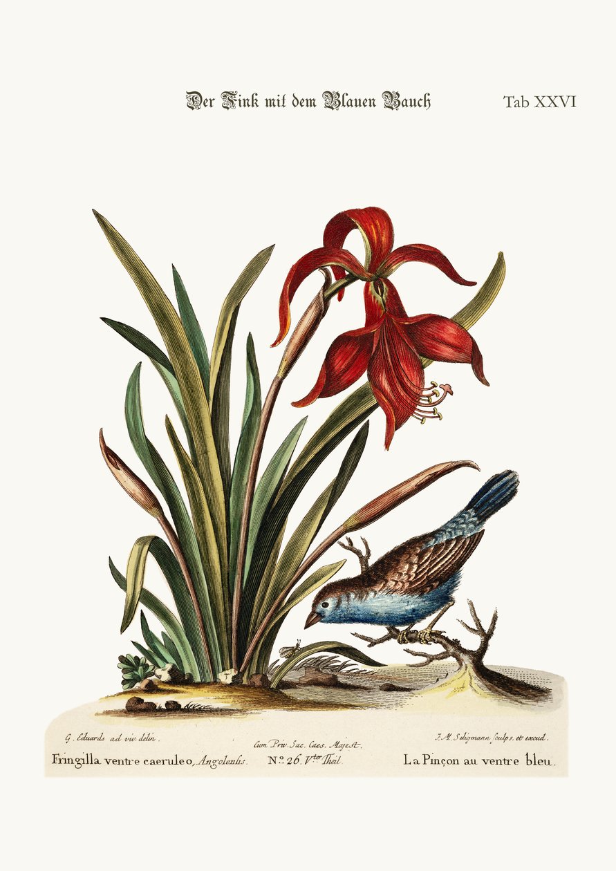 Blåbukfinken. Narcissus Jacobea, 1749-73 av George Edwards