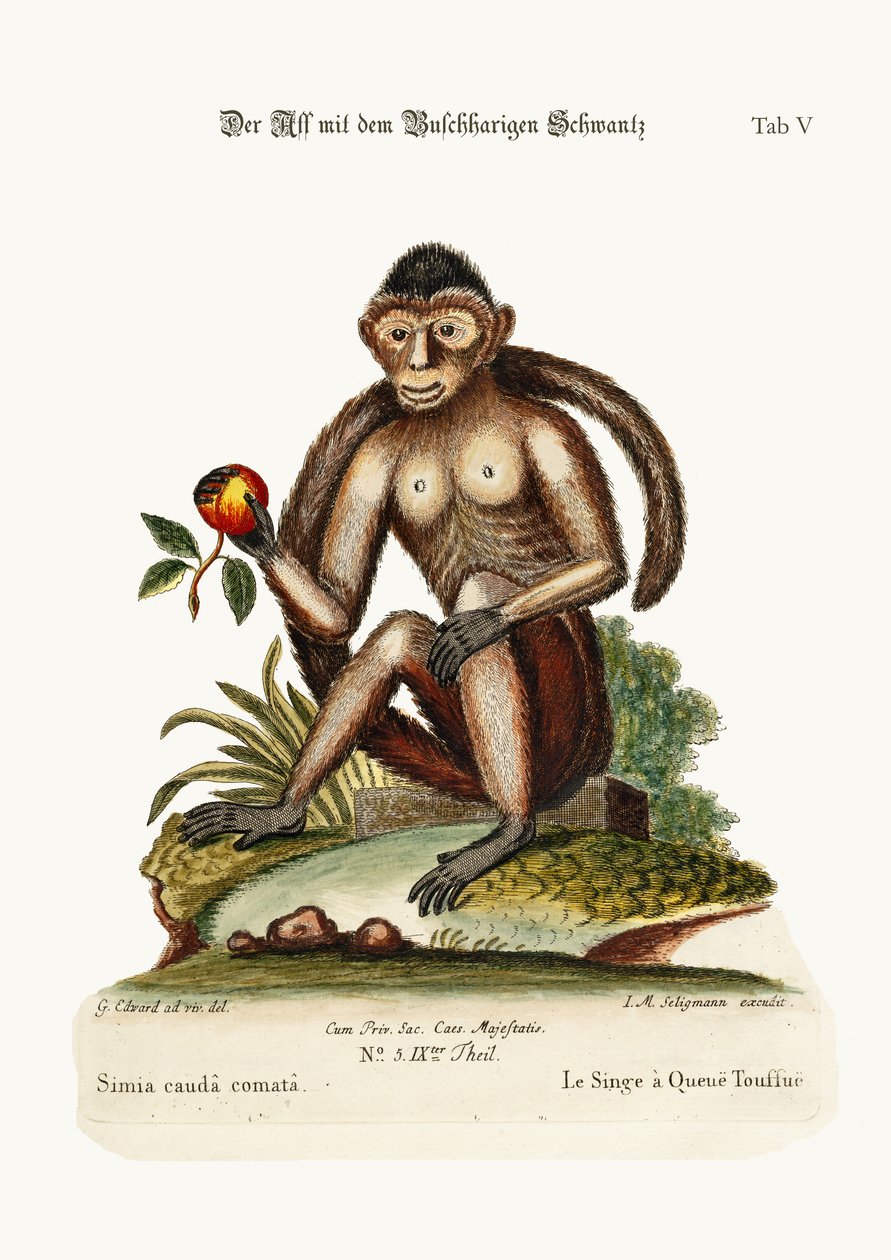 Bush-tailed Monkey, 1749-73 av George Edwards