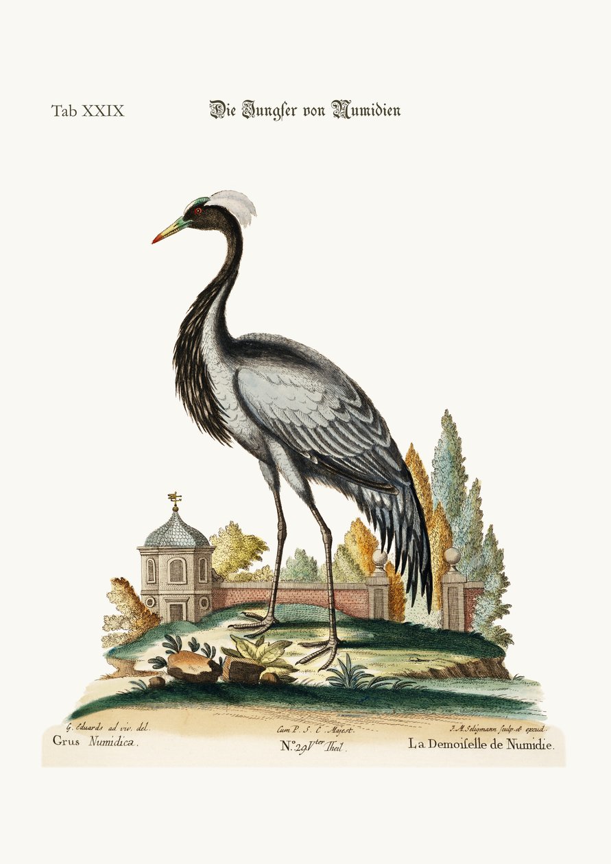 Demoiselle av Numidia, 1749-73 av George Edwards