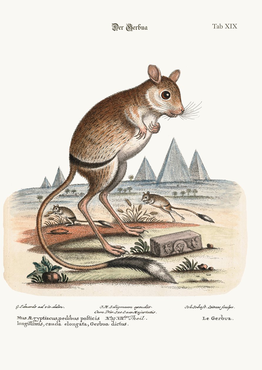 Gerbua, 1749-73 av George Edwards
