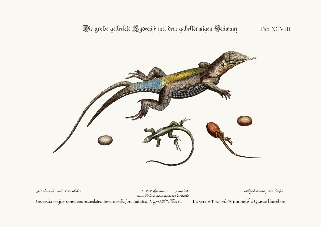 Den stora fläckiga ödlan med en kluven svans, 1749-73 av George Edwards