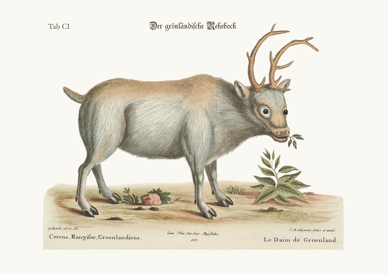 Grönlandsbocken, 1749-73 av George Edwards